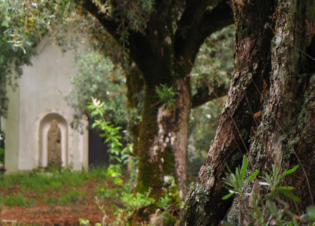 Quinta Do Cerquito Villa Ferreira do Zêzere Kültér fotó