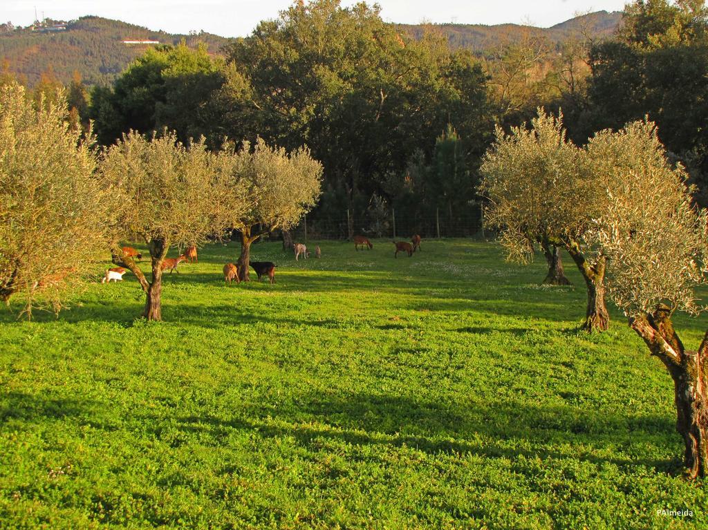 Quinta Do Cerquito Villa Ferreira do Zêzere Kültér fotó