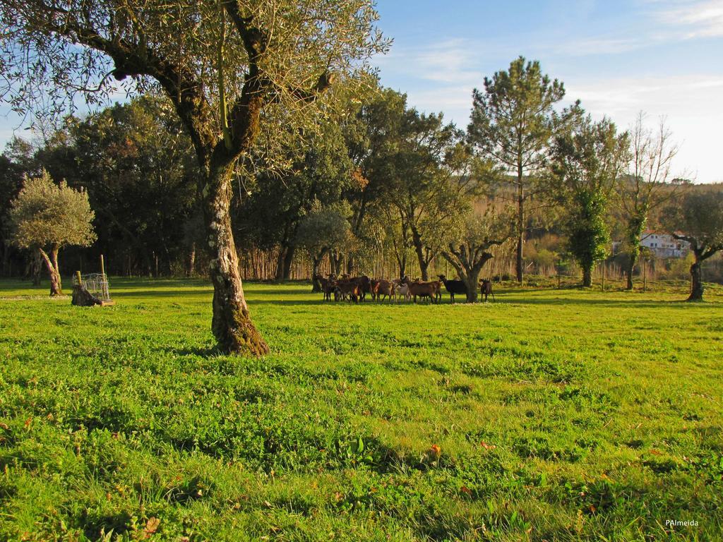 Quinta Do Cerquito Villa Ferreira do Zêzere Kültér fotó