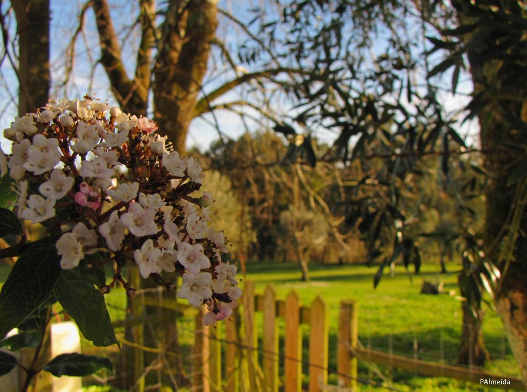 Quinta Do Cerquito Villa Ferreira do Zêzere Kültér fotó