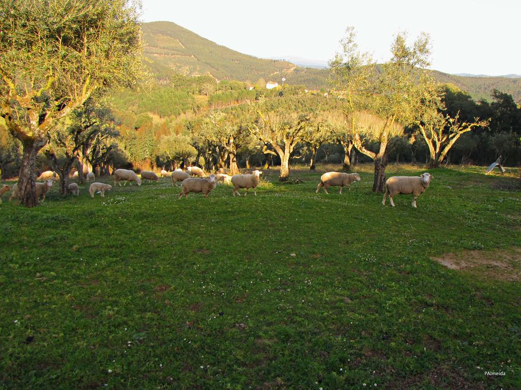 Quinta Do Cerquito Villa Ferreira do Zêzere Kültér fotó