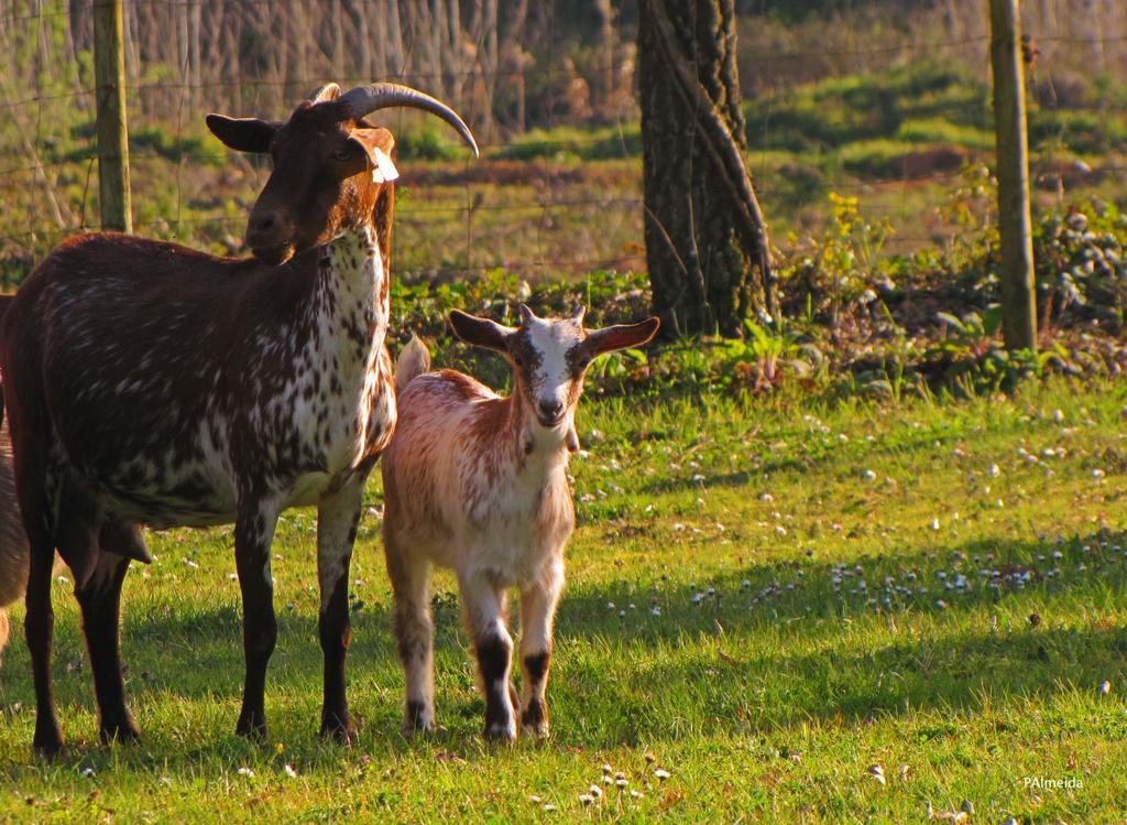 Quinta Do Cerquito Villa Ferreira do Zêzere Kültér fotó