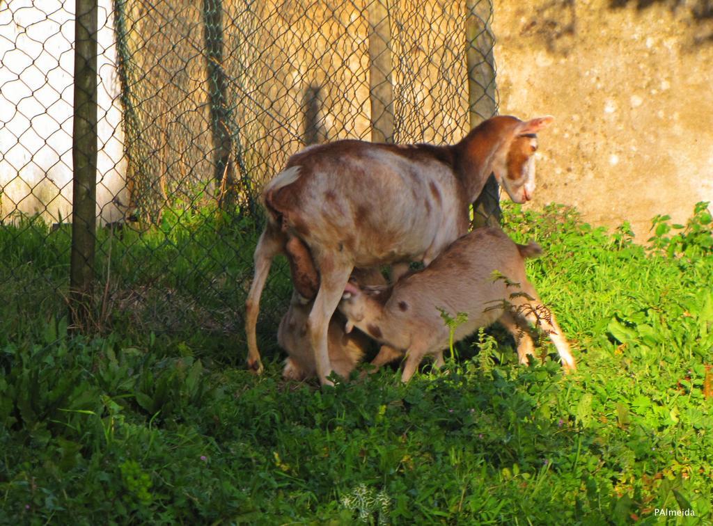 Quinta Do Cerquito Villa Ferreira do Zêzere Kültér fotó