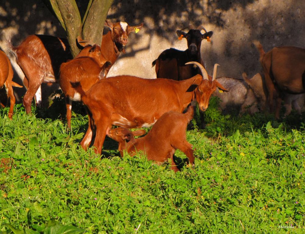 Quinta Do Cerquito Villa Ferreira do Zêzere Kültér fotó