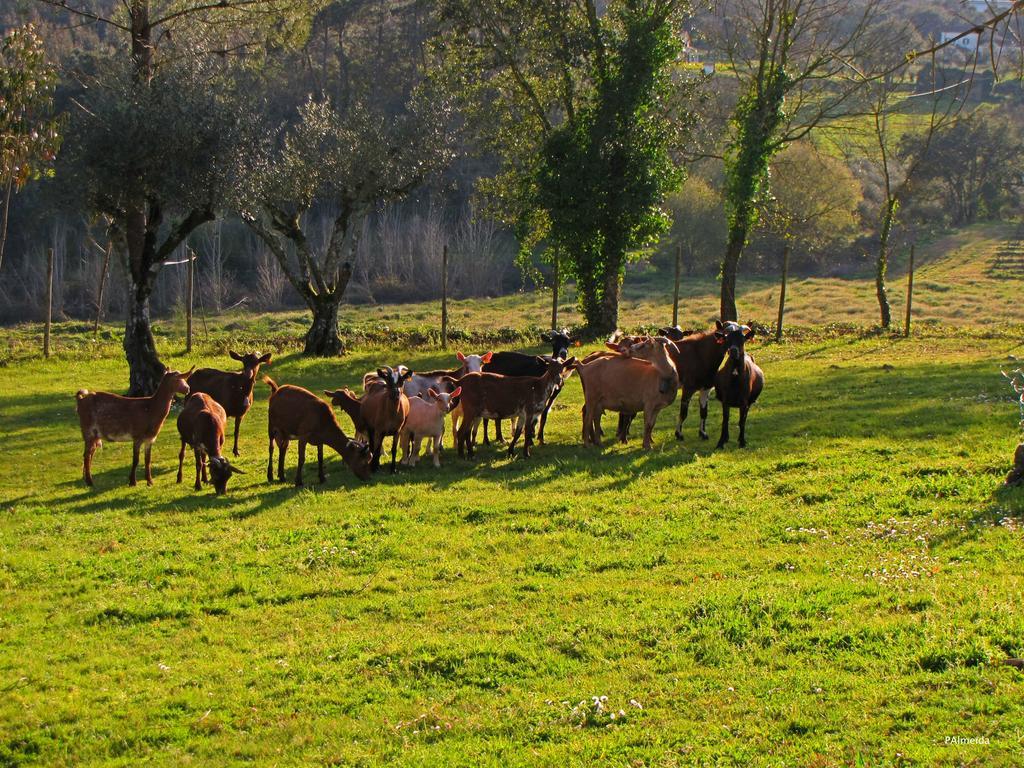 Quinta Do Cerquito Villa Ferreira do Zêzere Kültér fotó