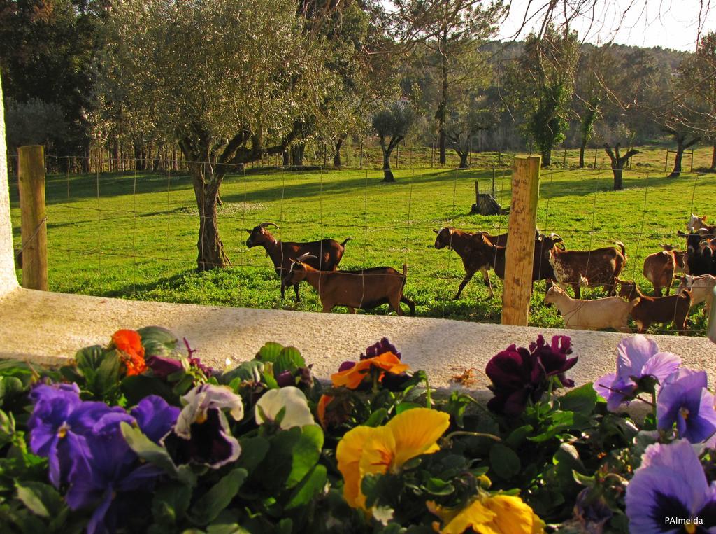 Quinta Do Cerquito Villa Ferreira do Zêzere Kültér fotó